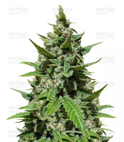 Gelato Auto-image