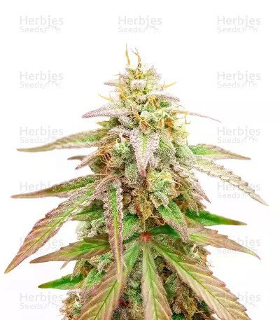 Gelato x Girl Scout Cookies