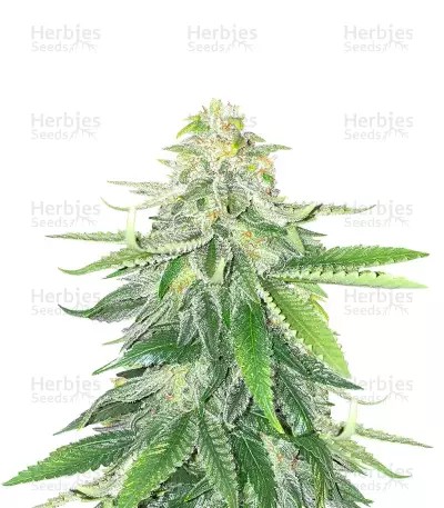 GG#4 Original Glue-image
