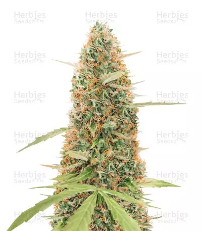 GG#4 Original Glue Auto-image