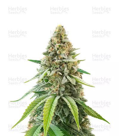 Ghost Train Haze x Pellezino