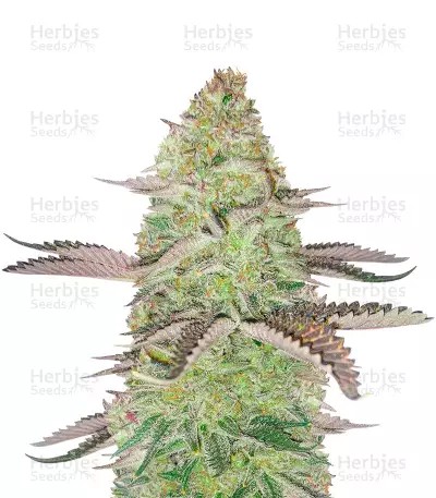 Girl Scout Cookies-image