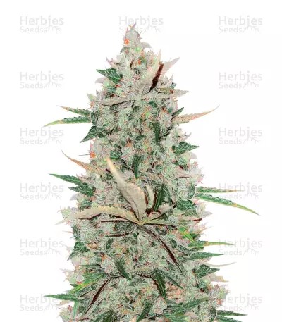 Girl Scout Cookies Auto-image