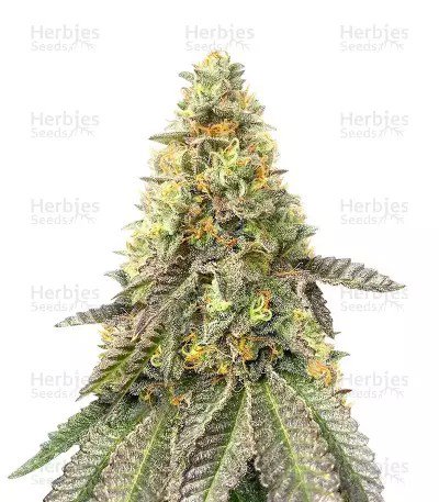 Girl Scout Cookies Fast Version