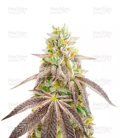Godfather OG-image