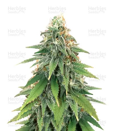 Godzilla Original Glue GG#4-image