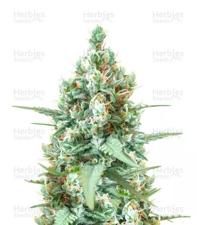 Godzilla Original Glue GG#4 Auto-image