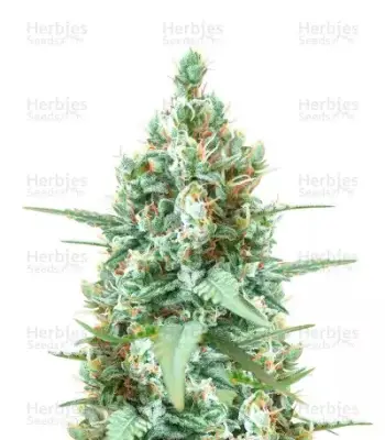 Godzilla Original Glue GG#4 Auto