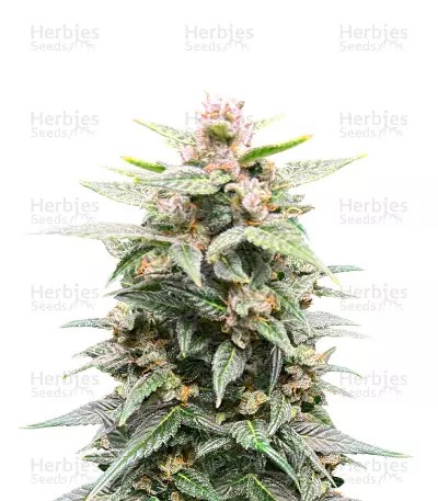 Grandaddy Purple-image