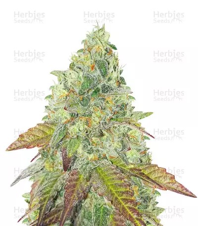 Grandaddy Purple Fast Version-image
