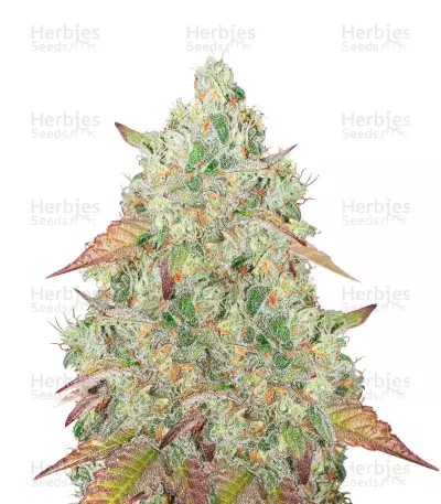 Grandmommy Purple-image