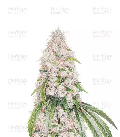 Grape Ape-image