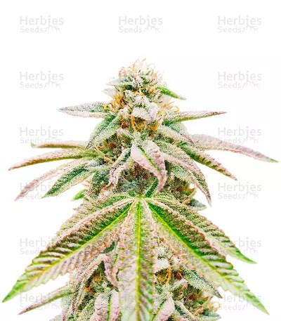 Great White Shark Auto-image