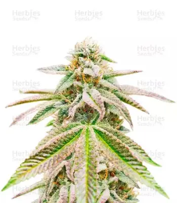 Great White Shark Auto