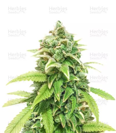 Green Crack-image
