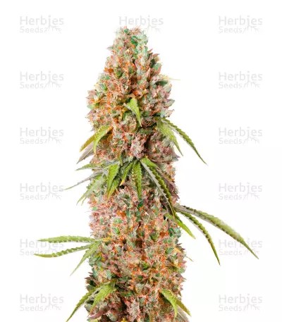 Green Crack Auto-image
