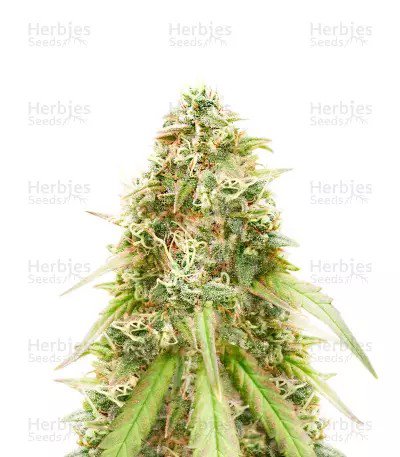 Harlequin CBD