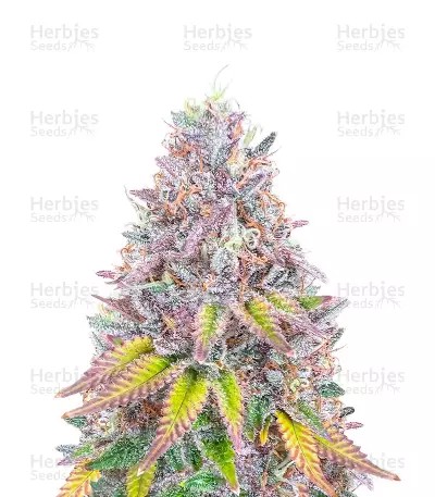 Hawaii x Purple Skunk-image