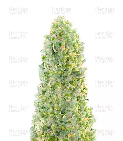 Hindu Kush Auto-image