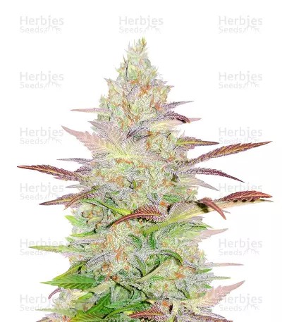 Jack Herer-image