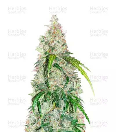 Jack Herer Auto-image