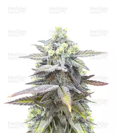 Jack Herer Fast Version-image
