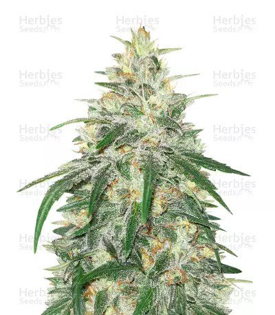 Kosher Kush