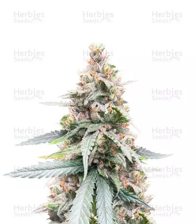 Lemon Haze Fast Version-image