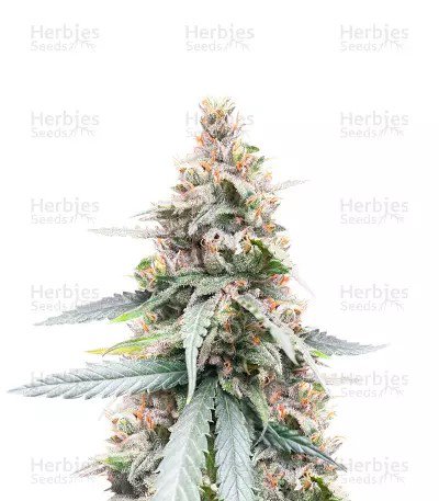 Lemon Haze Fast Version