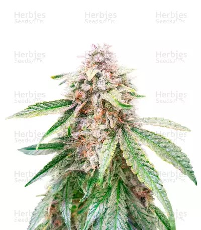 Lemon Kush-image