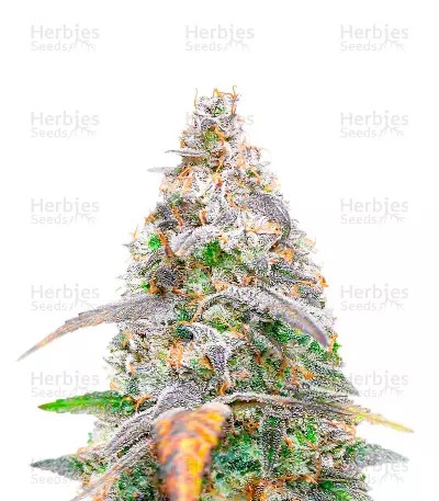 Neville's Haze-image