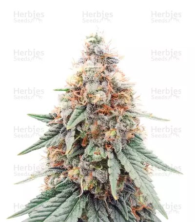 Northern Lights-image