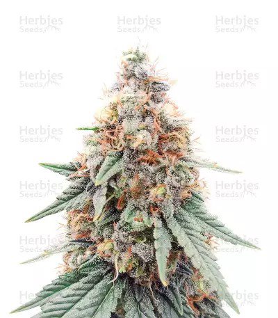 Northern Lights