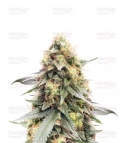 Northern Lights #10-image