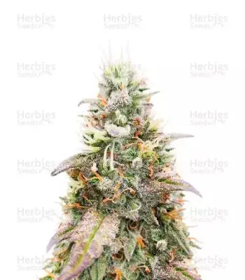 Northern Lights #5 x Amnesia Haze