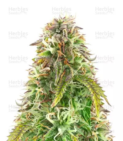 Northern Lights Auto-image