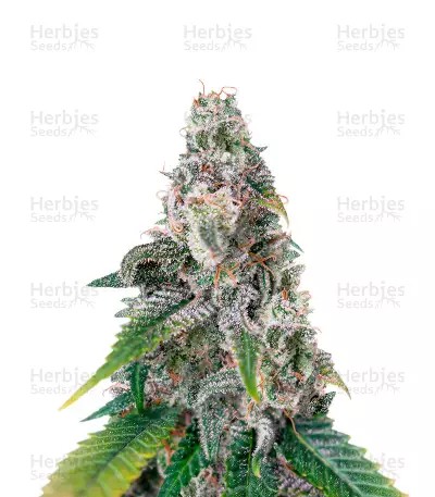 Northern Lights x Big Bud-image