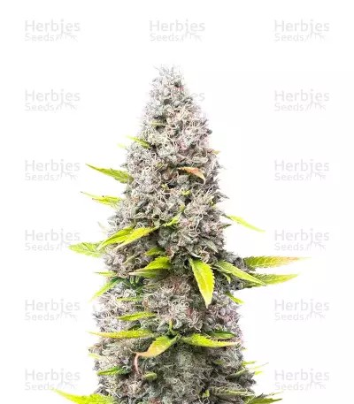 OG Kush-image