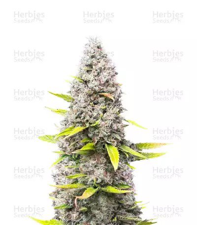 OG Kush
