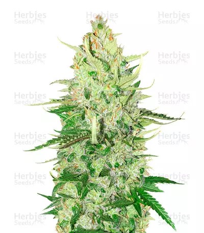 OG Kush Auto-image