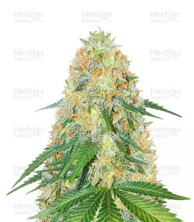 OG Kush Fast Version-image