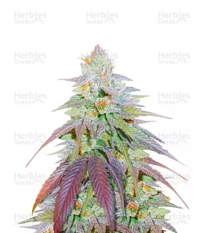 Orange Bud-image