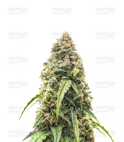 Purple Haze Auto-image