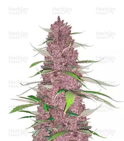 Purple Juice Auto-image