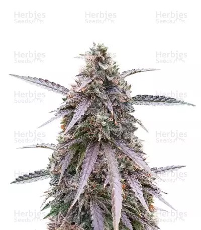 Purple Kush-image