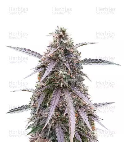 Purple Kush