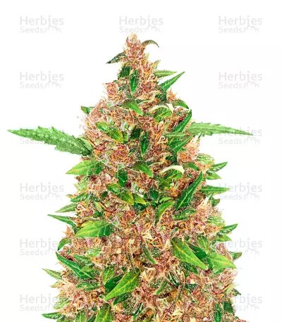 Purple Kush Auto-image