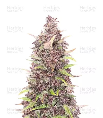 Purple Punch-image
