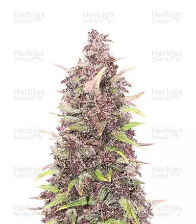 Purple Punch