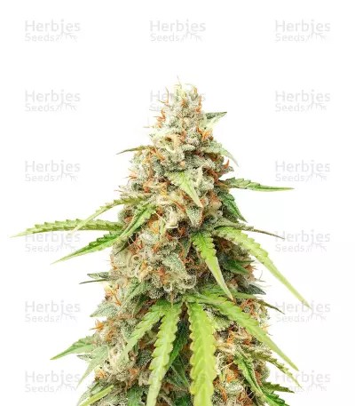 Purple Punch Auto-image
